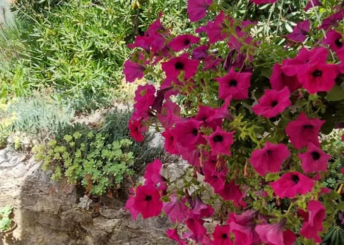 Roza - A Charming Oasis In The Centre Of Appartamento *